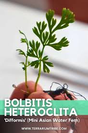 Image result for Bolbitis