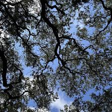 TOP 10 BEST Ymca Basketball near Austin, TX 78701