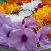 Shop for sprays and wreaths at pick bouquets for someone special or buy sprays and wreaths for your home online. Https Encrypted Tbn0 Gstatic Com Images Q Tbn And9gcrghzgrwtw1sozxwywvaffq6yfagdtnpn2kfboiqsmlokediemp Usqp Cau