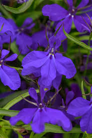 Image result for Lobelia erinus