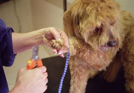You should trim your puppies nails once a month. How To Cut Your Puppy S Nails