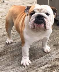 Opening your home as a foster family is truly one of the greatest gifts you can give to a rescued snortie, and it's the backbone of our organization! Auckland Bulldog Club Home Facebook