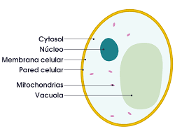 All pictures are subject to our image. Draw A Well Diagram Of Plant Cell Trusted Wiring Diagrams