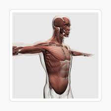 Upper torso muscle anatomy : Anatomy Of Male Muscles In Upper Body Side View Poster By Stocktrekimages Redbubble