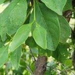 Image result for Pavetta gardeniifolia