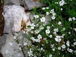 Start baby's breath flowers in the garden from seeds, cuttings or tissue cultured plants. Baby Breath Flower Meaning Flower Meaning