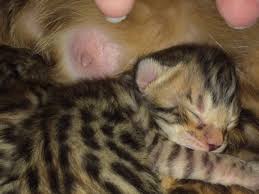 Wild looks yet dependable gentle temperament make what we call a loving lynx. Queen City Bengals Cattery Bengal Kittens For Sale Charlotte North Carolina