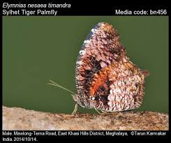 Image result for Nesaea heptamera