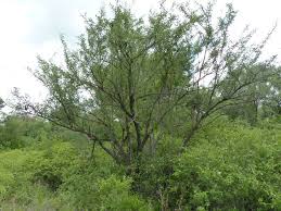Image result for Acacia hebeclada