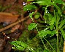 Image result for Murdannia simplex
