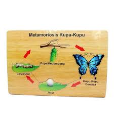 Mainan Edukatif Puzzle Metamorfosis Kupu Kupu Kupu Kupu Mainan Edukasi Mainan