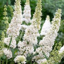 Check spelling or type a new query. Best White Flower Plants Planting A White Border Or White Garden