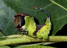 Black And Yellow Hairy Caterpillar Uk Cerura Vinula Pbj3583 001a Jpg 580 422 Insect Collection Caterpillar Weird Animals