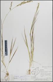 Image result for Eragrostis gangetica