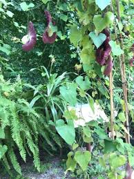 Image result for Aristolochia gigantea
