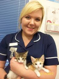 Kitten dies after being abandoned in bin bag in Surbiton