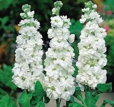 Image result for Matthiola