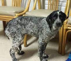 Adopt Lightning On Petfinder Australian Cattle Dog Blue Heeler Collie Puppies For Sale Border Collie Puppy Training