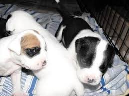 Review how much bugg puppies for sale sell for below. Buggs Puppies For Sale Buggs Dog Breeders