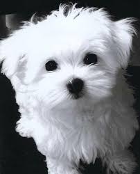 These santa clause dogs are known for their lovely snow white coat. Gorgeous Snow White Maltese Puppy Male And Female Pretoria Tshwane Maltese Puppies Dog Breeders Gallery 82150