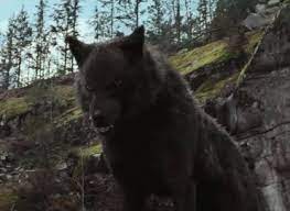 Sam S Wolf Form Jpg Twilight Wolf Twilight Wolf Pack Wolf