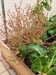 Hello Messy Garden! – plantnmore