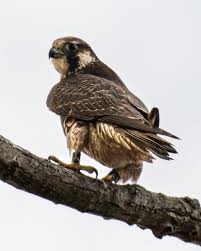The species recovered enough to be removed from the endangered species list in 1999. Rare Sighting Of Peregrine Falcon In Henderson