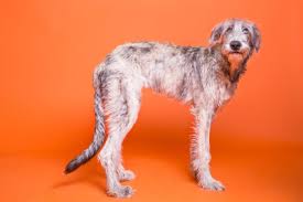 How to steam carrots for your dog: Can Dogs Eat Carrots And Other Root Vegetables Bark