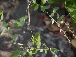 Image result for Cocculus hirsutus