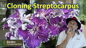Image result for Streptocarpus myoporoides