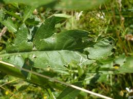 Image result for Tolpis capensis