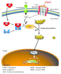 Image result for Tacrolimus