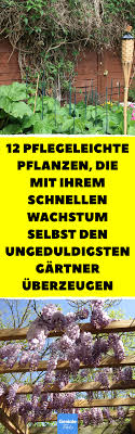 12 Schnellwachsende Pflanzen Von Blauregen Bis Essigbaum Pflanzen Schnell Wachsende Pflanzen Schneller Wachsen