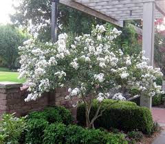 Often blooms again in late. Plant A Smaller Crepe Myrtle This Year Southern Living