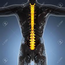 It articulates with the femur (thigh its upper end articulates with the tibia at the back of its head, whereas while attaching to the tibia with its lower end, it angles slightly forward. Science Anatomy Of Human Body In X Ray With Glow Back Bones Stock Photo Picture And Royalty Free Image Image 64436278