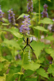The goal is to eliminate places where squash bugs can overwinter. How To Keep Pests Out Of Your Garden Organically Without Pesticides Hgtv