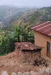 Image result for Blepharis burundiensis