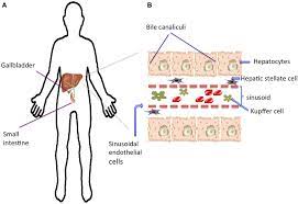 Mitochondria is an organelle found in large numbers in most cells, in which the biochemical processes of respiration and energy production occur. Why Is The Liver So Amazing Frontiers For Young Minds