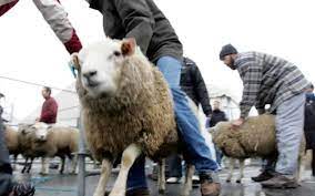En l'honneur de l'aïd el kébir notre société propose la mise en place d'un abattoir éphémère pour vous permettre de passer de bonnes fêtes avec des agneaux de qualité. Siyttgmiwv4 Nm
