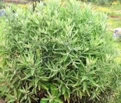 Image result for Laggera