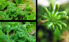 Marchantia polymorpha grows well in shaded and moist areas, such as greenhouses. A Day In The Life Of A Marchantia Lab The Node