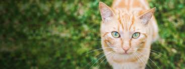 Cat heartworm is a preventable disease. Feline Heartworm Disease Fact Or Fiction Today S Veterinary Nurse