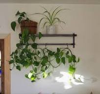 Let's talk about light Part 2: Plants for… North facing ...