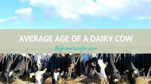 Average Age Of A Dairy Cow The Farmer S Wifee