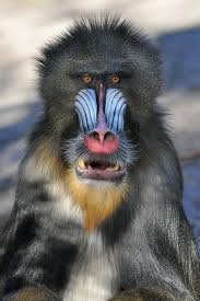 Mandril Mandrillus Sphinx Budapest Zoo Hungary Conservation Status Vulnerable Mandrill Cute Animals Animals