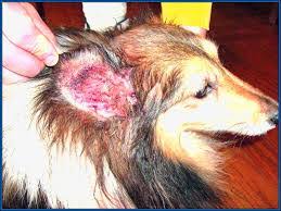 Dogs And Ear Mites Home Alpha Dog Pet Centers Amherst Oh 44001 750 x 1106 jpeg 169 кб. dogs and ear mites home alpha dog pet