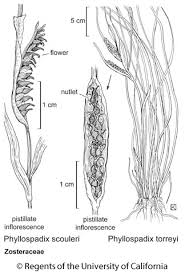 Image result for Phyllorachis