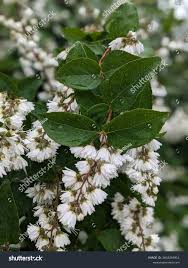 Image result for Deutzia scabra