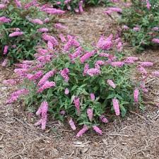 Buzz violet blue grows 3 feet tall and wide when grown in the ground, but in containers its final dimensions are 2 feet tall and wide. Lo Behold Ruby Chip Buddleia Garden Crossings