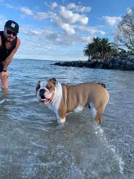 Rufus the old english bulldog loves to swim!! Bear Went For A Quick Swim Today Turns Out He Loves Water Just Not Swimming Bulldogs